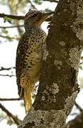 Nubian Woodpecker