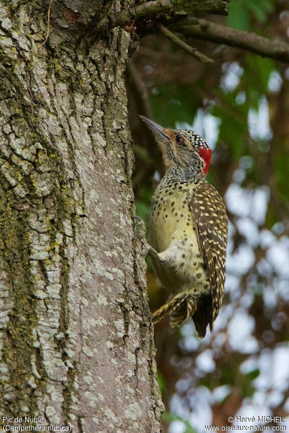 Nubian Woodpecker