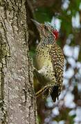 Nubian Woodpecker