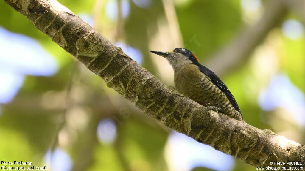 Black-cheeked Woodpecker