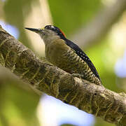 Black-cheeked Woodpecker