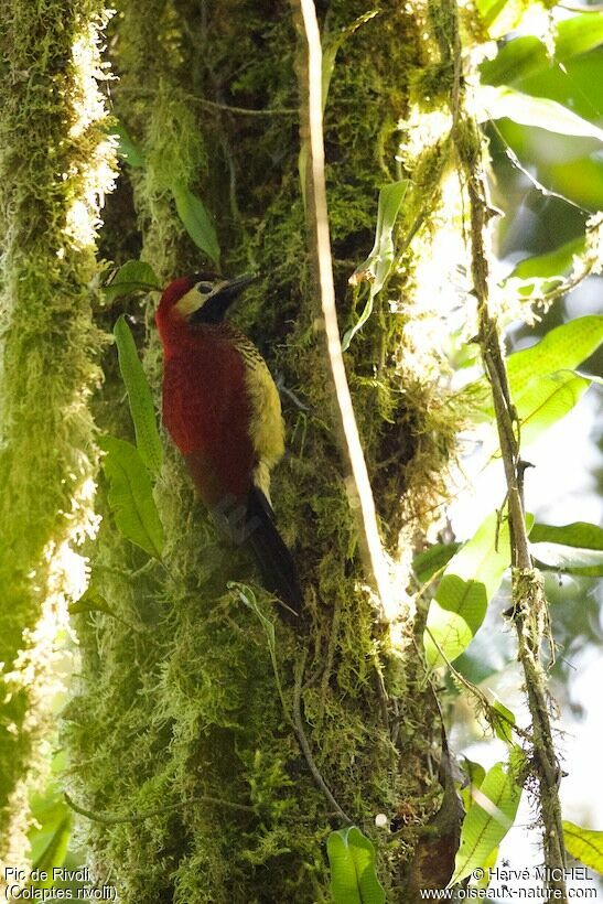 Crimson-mantled Woodpecker