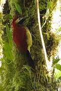 Crimson-mantled Woodpecker