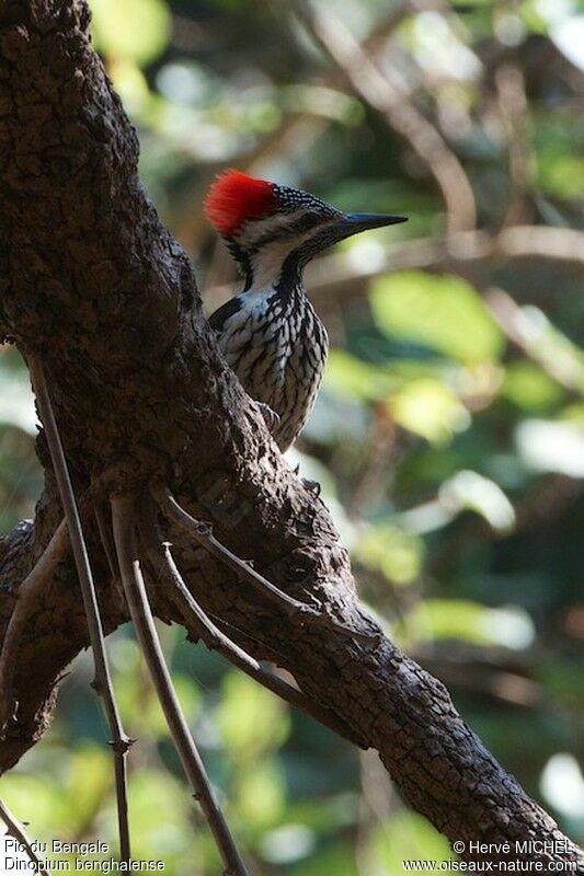 Black-rumped Flameback