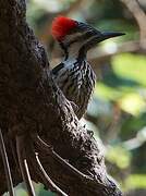 Black-rumped Flameback