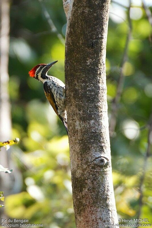 Black-rumped Flameback