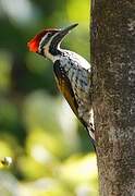 Black-rumped Flameback