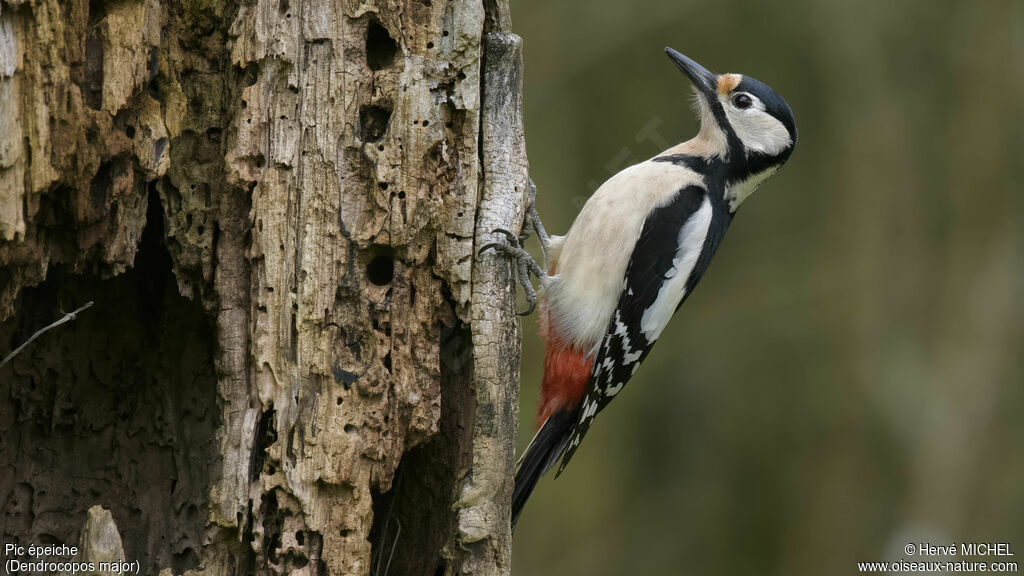 Great Spotted Woodpecker female