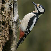 Great Spotted Woodpecker