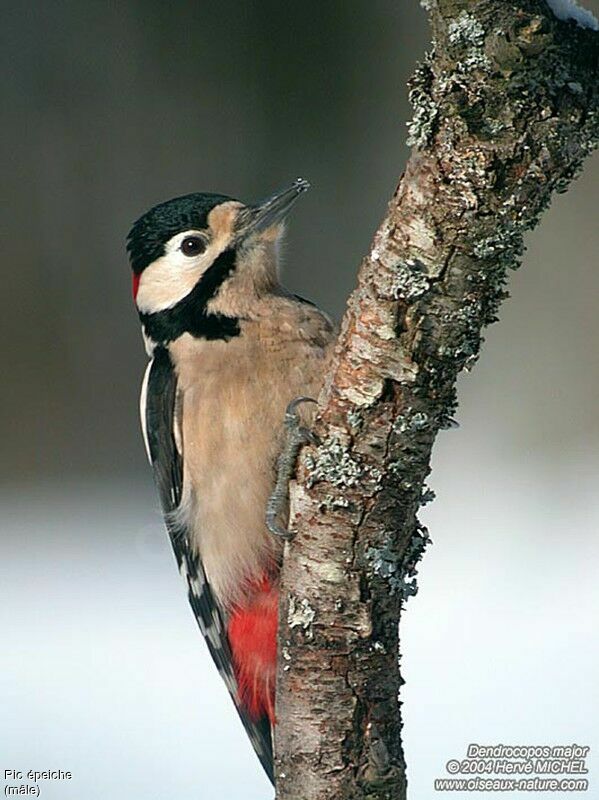 Great Spotted Woodpecker