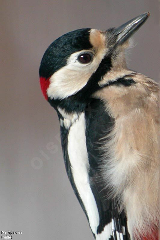 Great Spotted Woodpecker