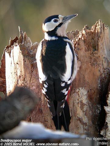 Great Spotted Woodpecker