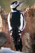 Great Spotted Woodpecker