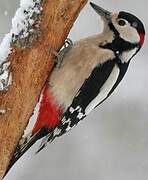 Great Spotted Woodpecker