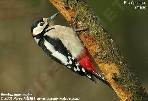 Great Spotted Woodpecker