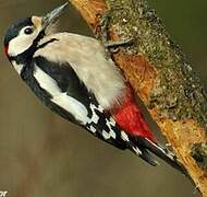 Great Spotted Woodpecker