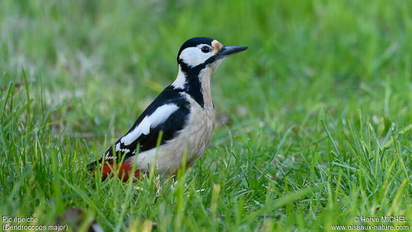 Great Spotted Woodpecker female adult