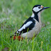 Great Spotted Woodpecker