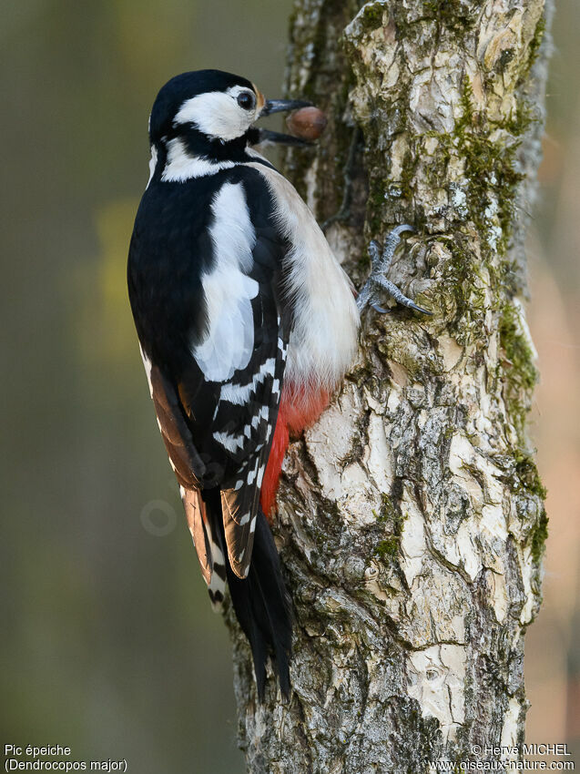 Great Spotted Woodpecker female adult