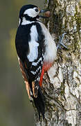 Great Spotted Woodpecker