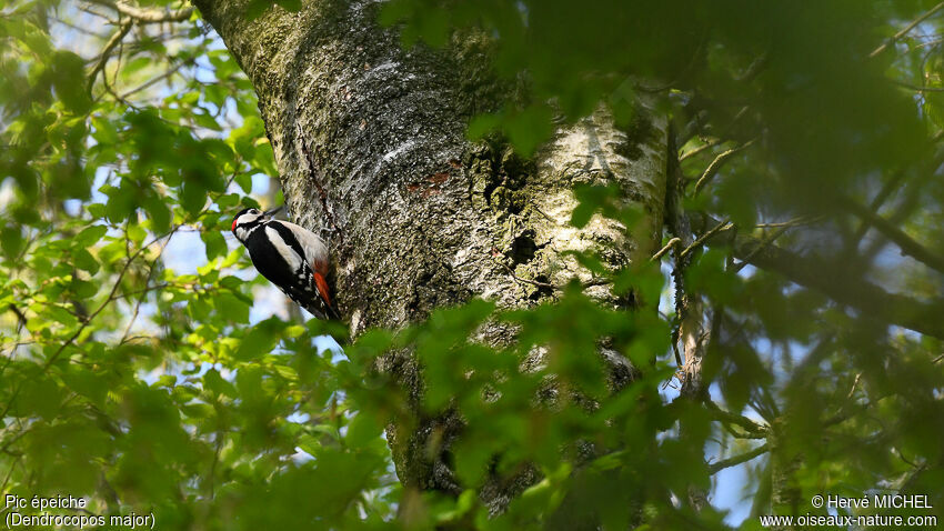 Great Spotted Woodpecker male adult, Behaviour