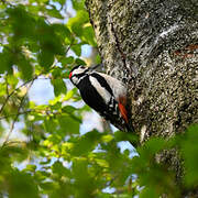 Great Spotted Woodpecker