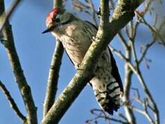 Lesser Spotted Woodpecker