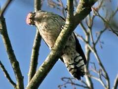 Lesser Spotted Woodpecker