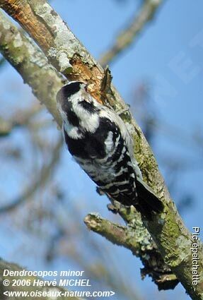 Lesser Spotted Woodpecker female adult breeding