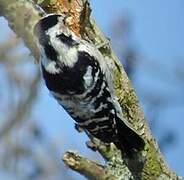 Lesser Spotted Woodpecker