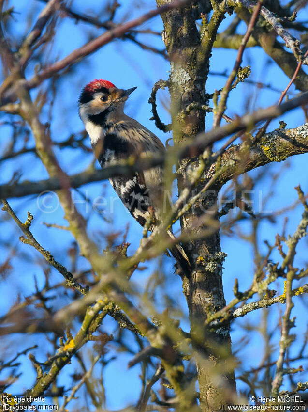 Lesser Spotted Woodpecker male adult breeding