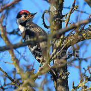 Lesser Spotted Woodpecker