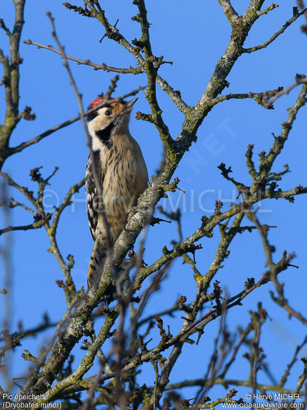 Lesser Spotted Woodpecker male adult breeding