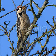 Lesser Spotted Woodpecker