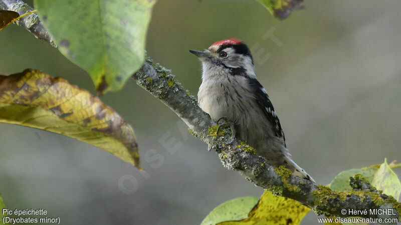 Lesser Spotted Woodpecker male adult