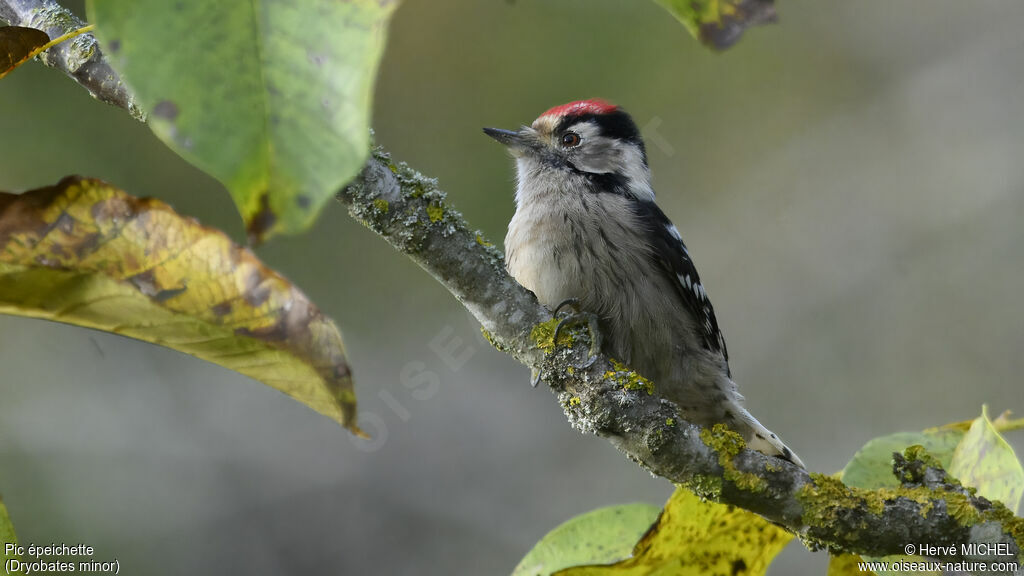 Lesser Spotted Woodpecker male adult