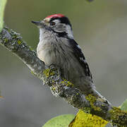 Lesser Spotted Woodpecker