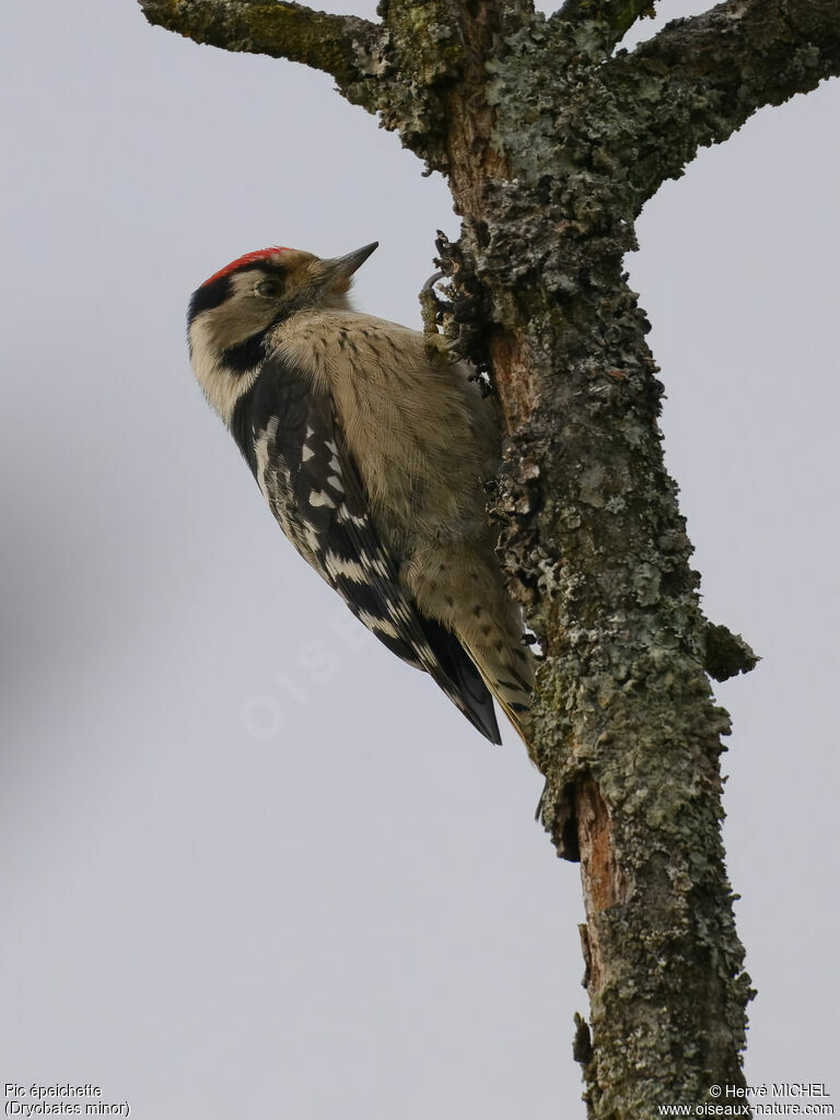 Lesser Spotted Woodpecker