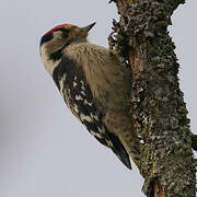 Lesser Spotted Woodpecker