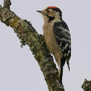 Lesser Spotted Woodpecker