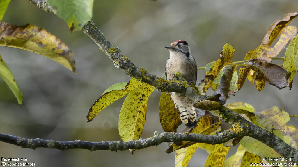 Lesser Spotted Woodpecker