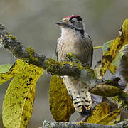 Lesser Spotted Woodpecker