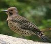 Northern Flicker