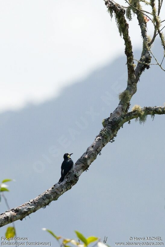 Acorn Woodpecker