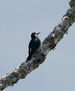 Acorn Woodpecker