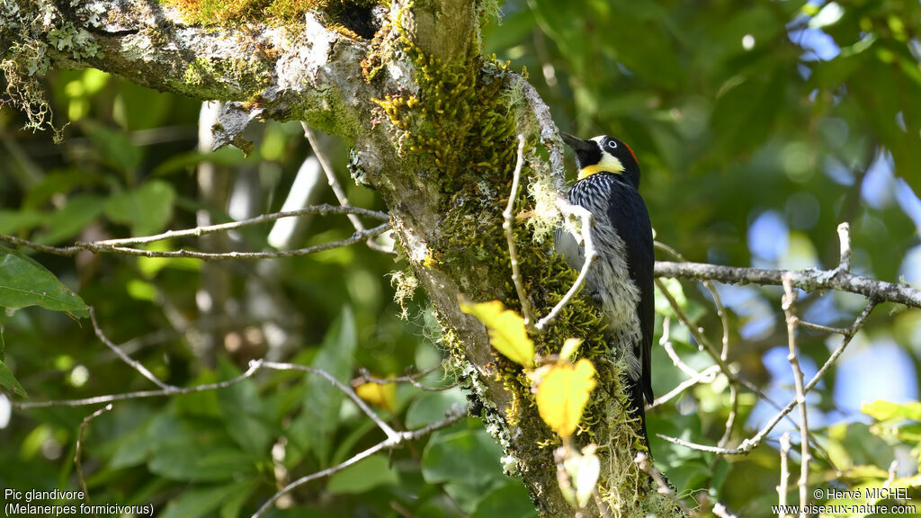 Acorn Woodpecker