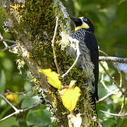 Acorn Woodpecker