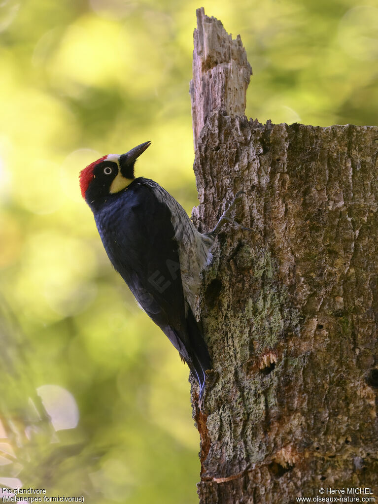 Acorn Woodpecker