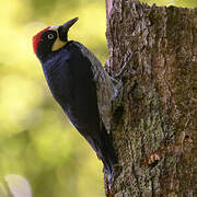 Acorn Woodpecker