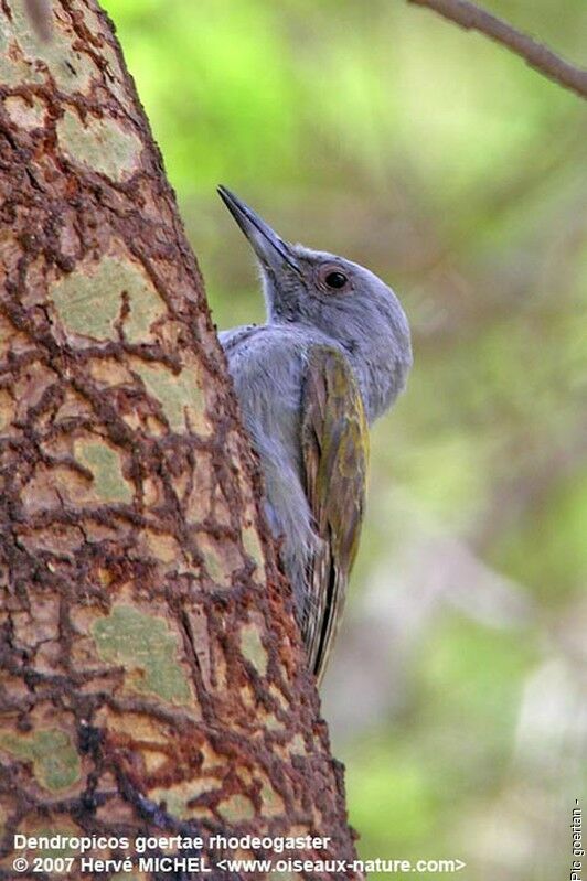 African Grey Woodpecker female adult